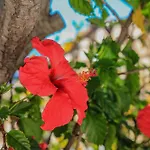 Villa Channa - Adults Only