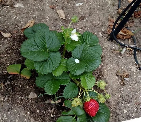 Channa - Adults Only